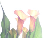 Calla Lily 4