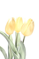 Yellow Tulip 1