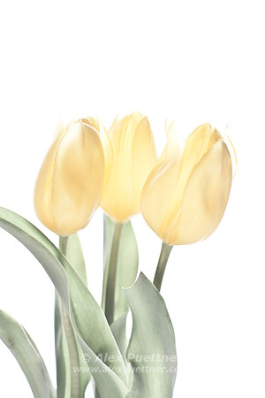 Yellow Tulip 1