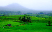 Bali [800516]