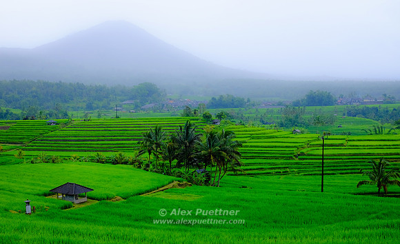 Bali [800516]