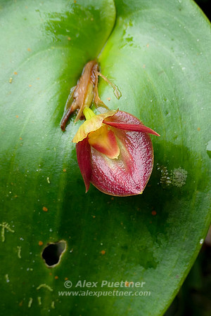 Costa Rica [IMG91012120]