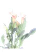 Calla Lily 1