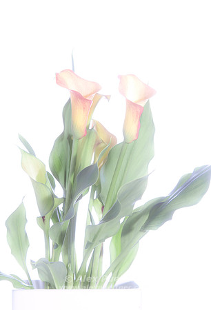 Calla Lily 1