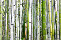 Bamboo