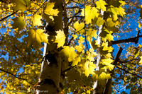 Yellow maple leaves in fall