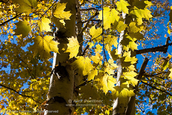 Yellow maple leaves in fall