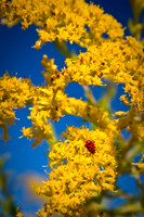 Lady Bug