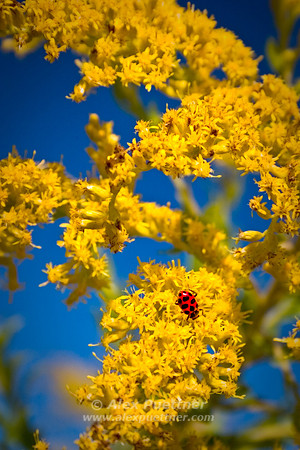 Lady Bug
