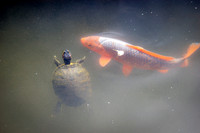 Turtle and Koi Fish