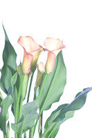 Calla Lily 2