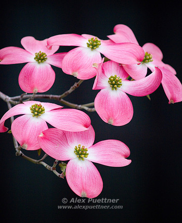 Hanamizuki Flower