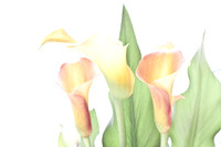 Calla Lily 6