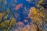 Fall colors