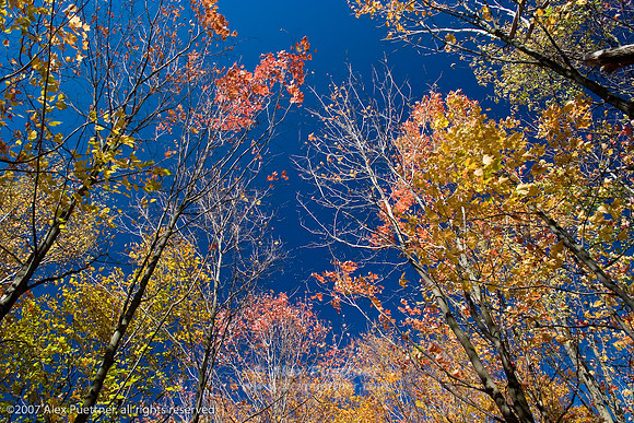 Fall colors