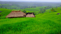 Bali [800527]